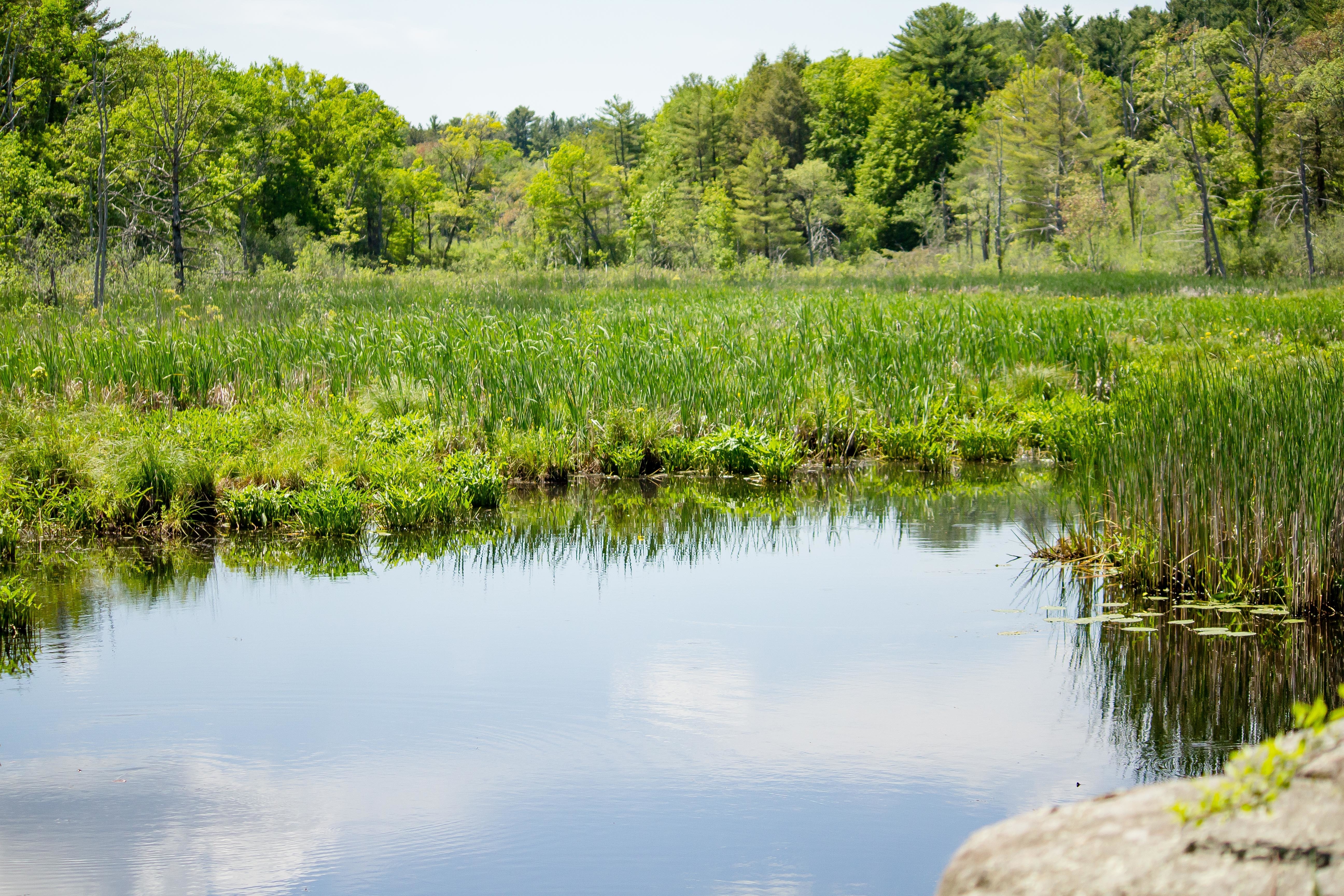 Clean lake with greenery